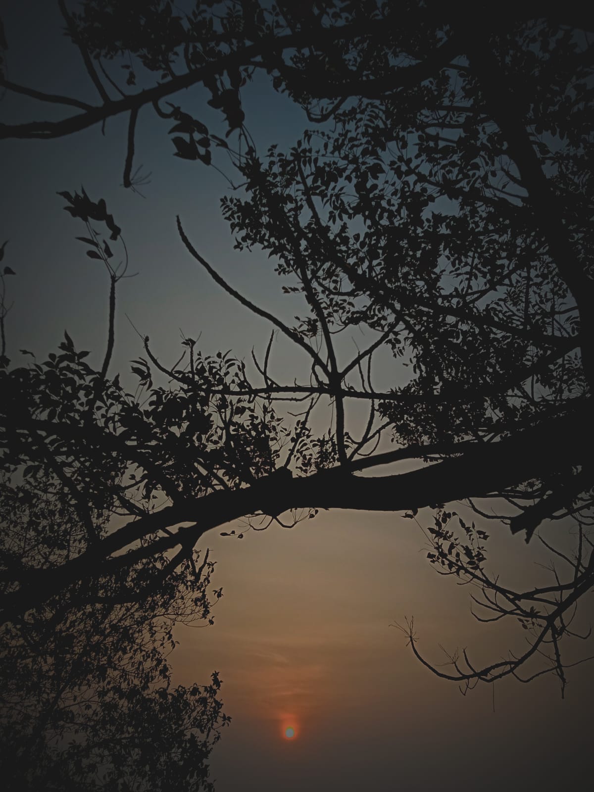 Senja di Balik Ranting